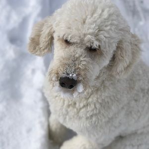 Meet your Posher, Lori